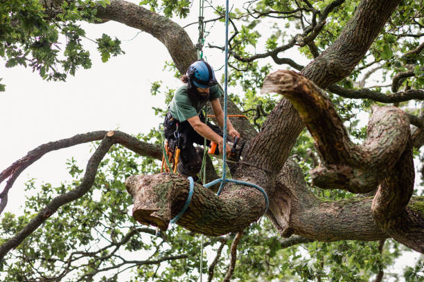 Tree and Shrub Care in Waipio Acres, HI