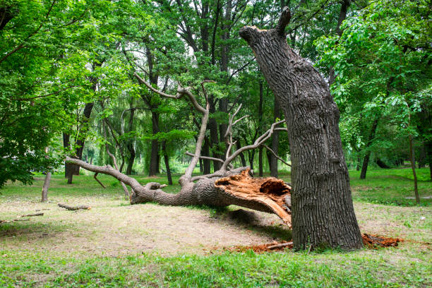 Best Root Management and Removal  in Waipio Acres, HI