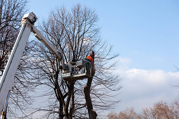 Best Storm Damage Tree Cleanup  in Waipio Acres, HI